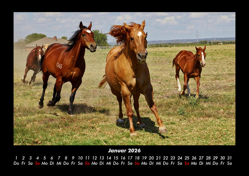 Die Welt der Pferde Fotokalender 2026 - 1