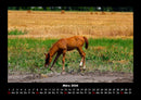 Die Welt der Pferde Fotokalender 2026 - 3