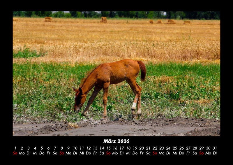 Die Welt der Pferde Fotokalender 2026 - 3