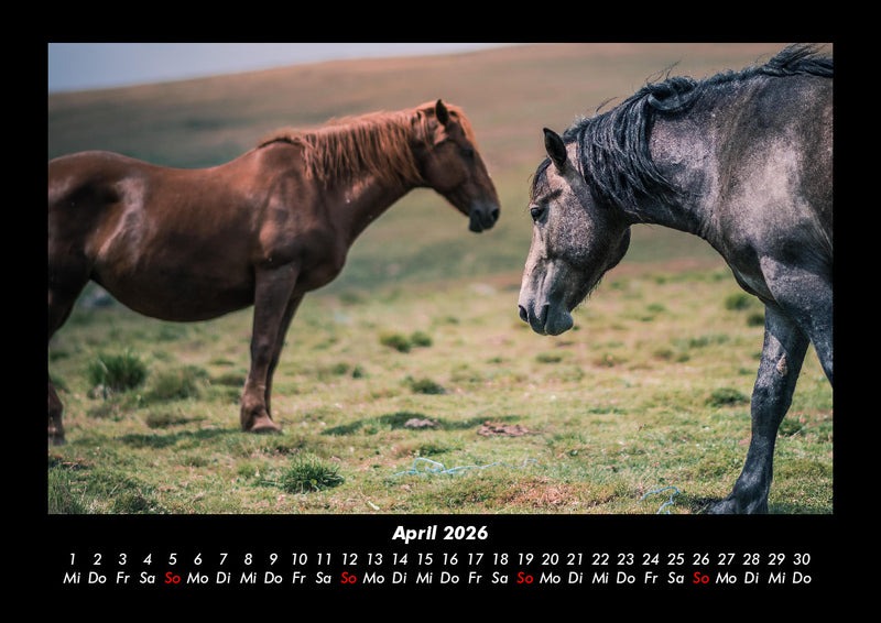 Die Welt der Pferde Fotokalender 2026 - 4