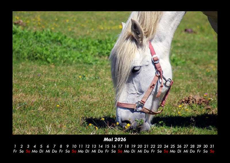 Die Welt der Pferde Fotokalender 2026 - 5
