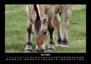 Die Welt der Pferde Fotokalender 2026 - 6