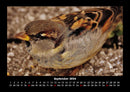 Welt der Vögel Fotokalender 2026 - 9