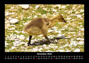 Welt der Vögel Fotokalender 2026 - 12