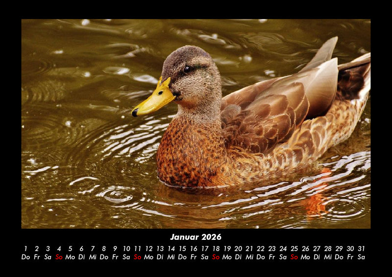 Welt der Vögel Fotokalender 2026 - 1