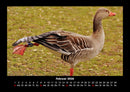 Welt der Vögel Fotokalender 2026 - 2