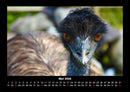 Welt der Vögel Fotokalender 2026 - 5