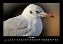 Welt der Vögel Fotokalender 2026 - 6