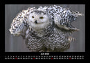 Welt der Vögel Fotokalender 2026 - 7