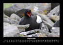 Welt der Vögel Fotokalender 2026 - 8