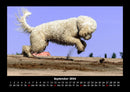 Der Hundekalender Fotokalender 2026 - 9