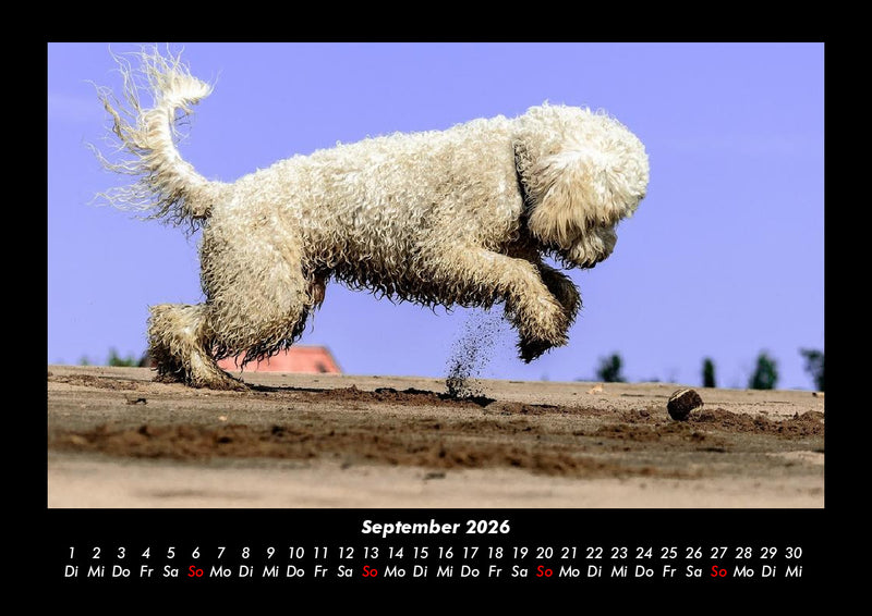 Der Hundekalender Fotokalender 2026 - 9