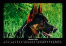 Der Hundekalender Fotokalender 2026 - 10