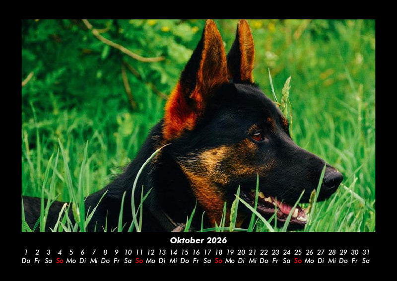 Der Hundekalender Fotokalender 2026 - 10