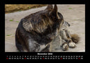 Der Hundekalender Fotokalender 2026 - 11