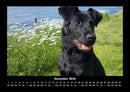 Der Hundekalender Fotokalender 2026 - 12