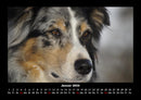 Der Hundekalender Fotokalender 2026 - 1