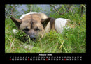 Der Hundekalender Fotokalender 2026 - 2