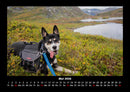 Der Hundekalender Fotokalender 2026 - 5