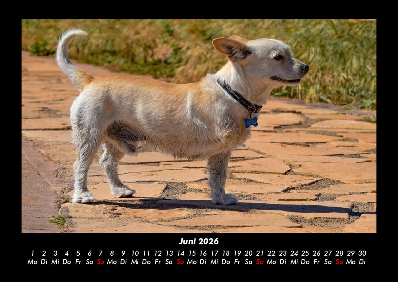 Der Hundekalender Fotokalender 2026 - 6