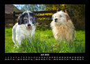 Der Hundekalender Fotokalender 2026 - 7