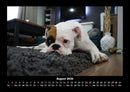 Der Hundekalender Fotokalender 2026 - 8