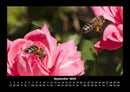 Rosen-Kalender Fotokalender 2026 - 9