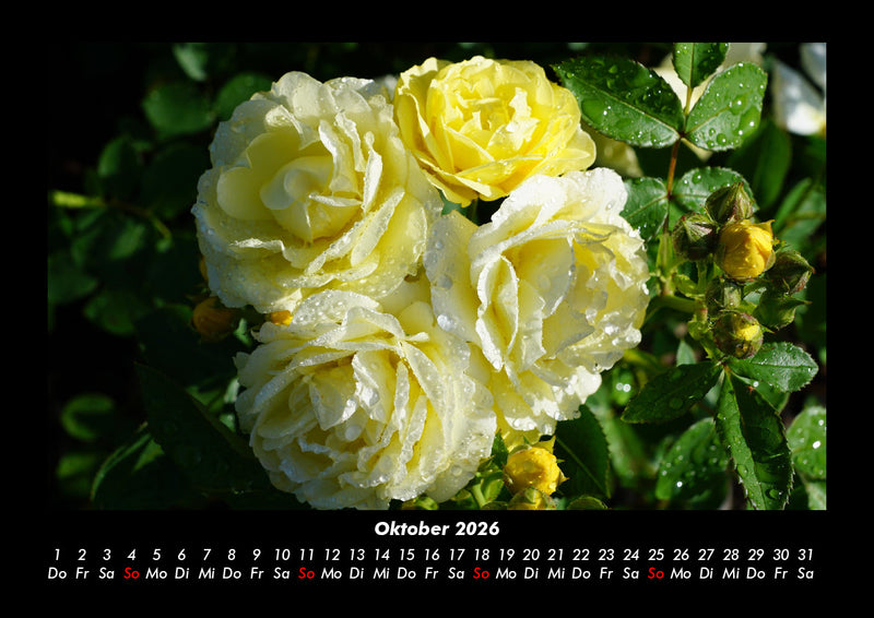 Rosen-Kalender Fotokalender 2026 - 10