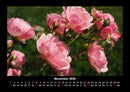Rosen-Kalender Fotokalender 2026 - 11