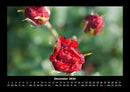 Rosen-Kalender Fotokalender 2026 - 12