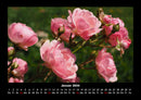 Rosen-Kalender Fotokalender 2026 - 1