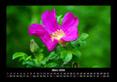 Rosen-Kalender Fotokalender 2026 - 3