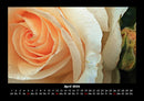 Rosen-Kalender Fotokalender 2026 - 4