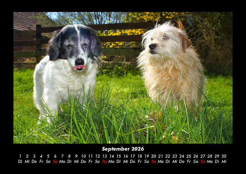 Hundezauber Fotokalender 2026 - 9