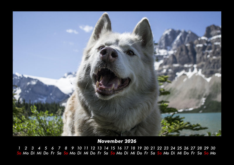 Hundezauber Fotokalender 2026 - 11