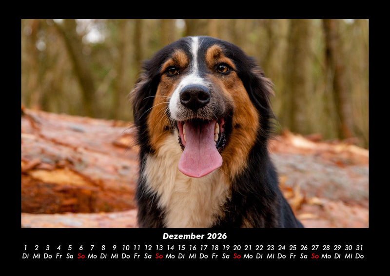 Hundezauber Fotokalender 2026 - 12