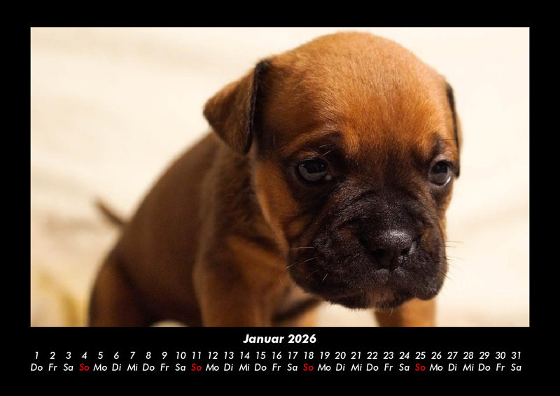 Hundezauber Fotokalender 2026 - 1
