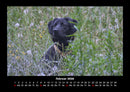 Hundezauber Fotokalender 2026 - 2