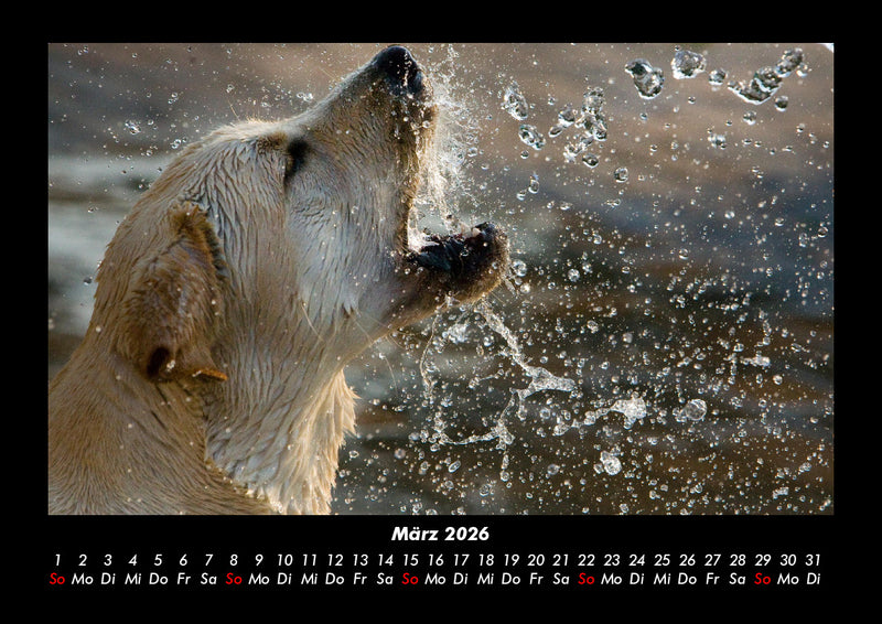 Hundezauber Fotokalender 2026 - 3