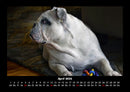 Hundezauber Fotokalender 2026 - 4