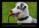 Hundezauber Fotokalender 2026 - 5