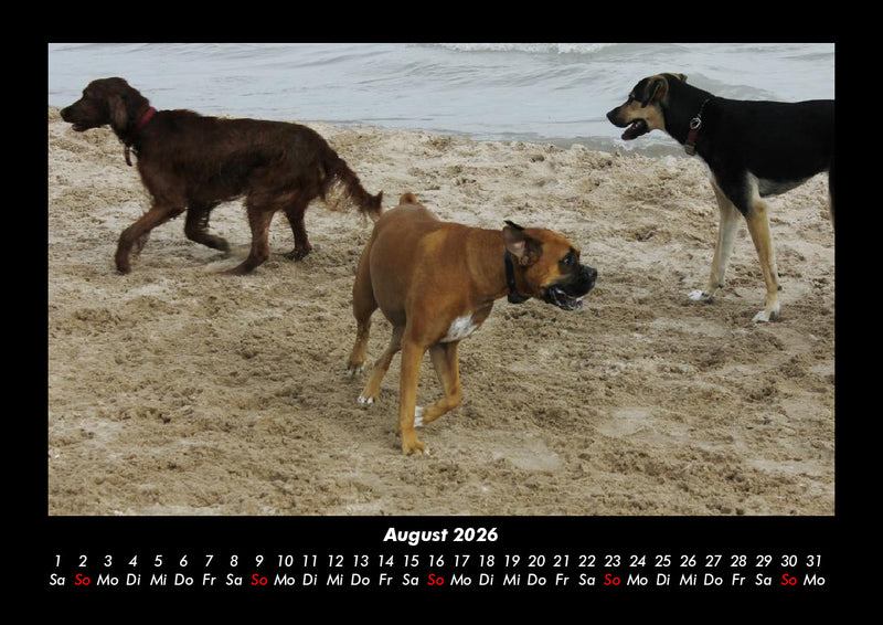 Hundezauber Fotokalender 2026 - 8