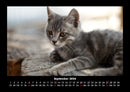 Für Katzenfreunde Fotokalender 2026 - 9