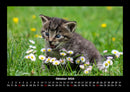 Für Katzenfreunde Fotokalender 2026 - 10