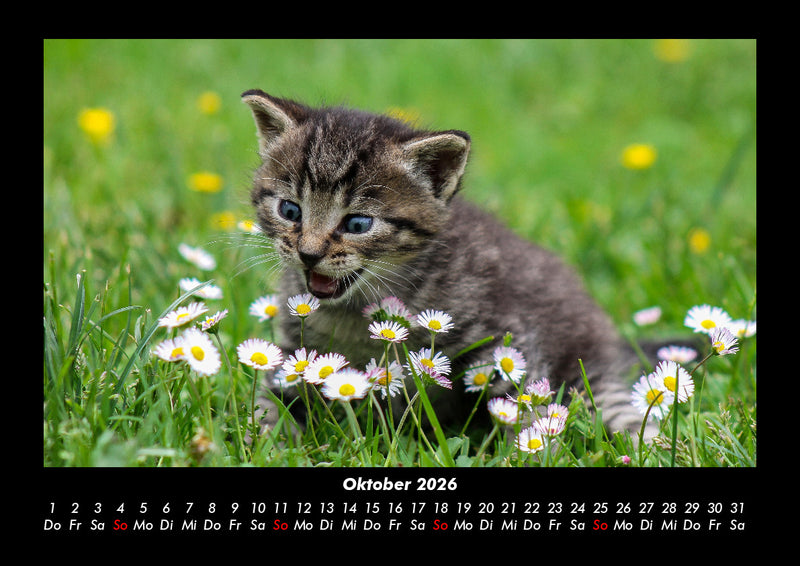 Für Katzenfreunde Fotokalender 2026 - 10