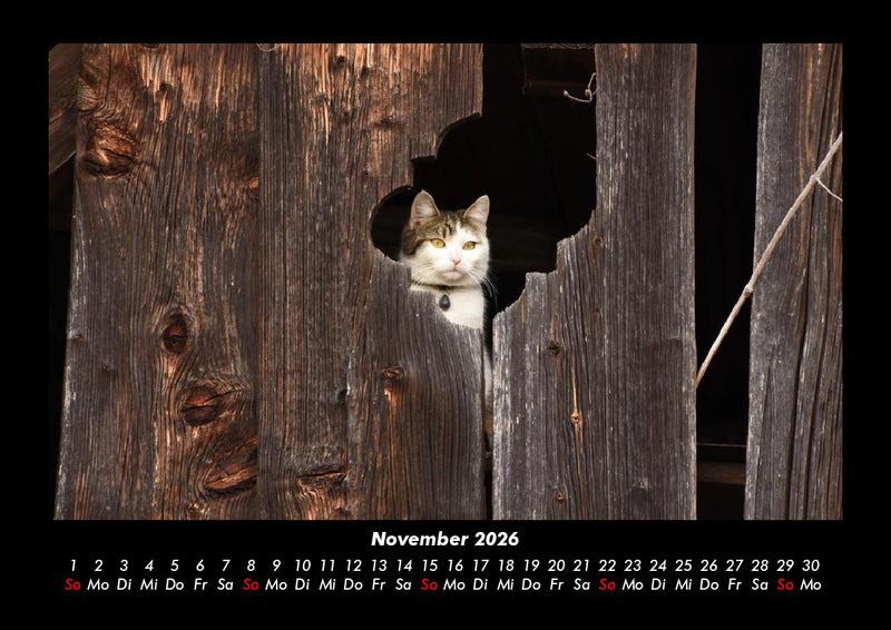 Für Katzenfreunde Fotokalender 2026 - 11