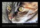 Für Katzenfreunde Fotokalender 2026 - 12