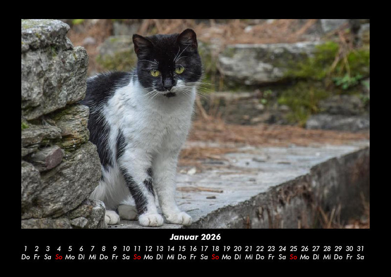 Für Katzenfreunde Fotokalender 2026 - 1