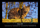 Für Katzenfreunde Fotokalender 2026 - 2