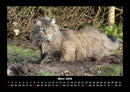 Für Katzenfreunde Fotokalender 2026 - 3